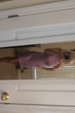 I loved this dress and bought it in almost every color.  The lavendar dress is bigger than the other xs lace dresses. - Andrea V.