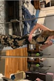 This dress is absolutely perfect for the wedding I bought it for. Fits true to size and I love that the straps are adjustable - makes for an even better fit! - Nicole G.