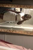 Fits very comfortable! I typically buy XL in lulus clothes but based on reviews sized down and glad I did! - Felicia A.