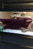 This dress looked so flattering on. BUT, if I open my legs wide the slit opens so far you can see my underwear. When sitting the only way to not show everything is to sit cross-legged. So disappointing. - Story E.
