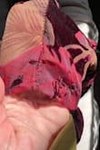 Cute set but fell apart after one wear. Tearing in three places (see pic). It's in the sheer material, and my feeling is it will keep falling apart. Wish I could return. - Am P.