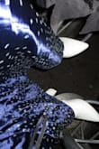 Very nice boots. True to size, easy to walk in. Wore them at a carnival party. Not recommended if you have thick legs, then it could be that you cannot zip it up completely. - CHRIS URAY. - Chris U.