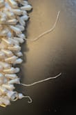 I'm very disappointed in the quality of this bag. I purchased it for a special occasion, and within hours, the beads were falling off, the bottom seam ripped out, and the chain broke. - Heather B.