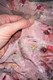 I ordered this dress for a wedding. Had only been wearing it for a few hours before I noticed a huge rip in the side of the dress. Once I got home, I noticed 2 more rips in the dress. I don't even think I will be able to sew it back up which is unfortunate because it is an $80 dress. I only got one use out of it. - Victoria S.