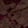 Current selection: Plum Floral