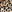 Leopard Print